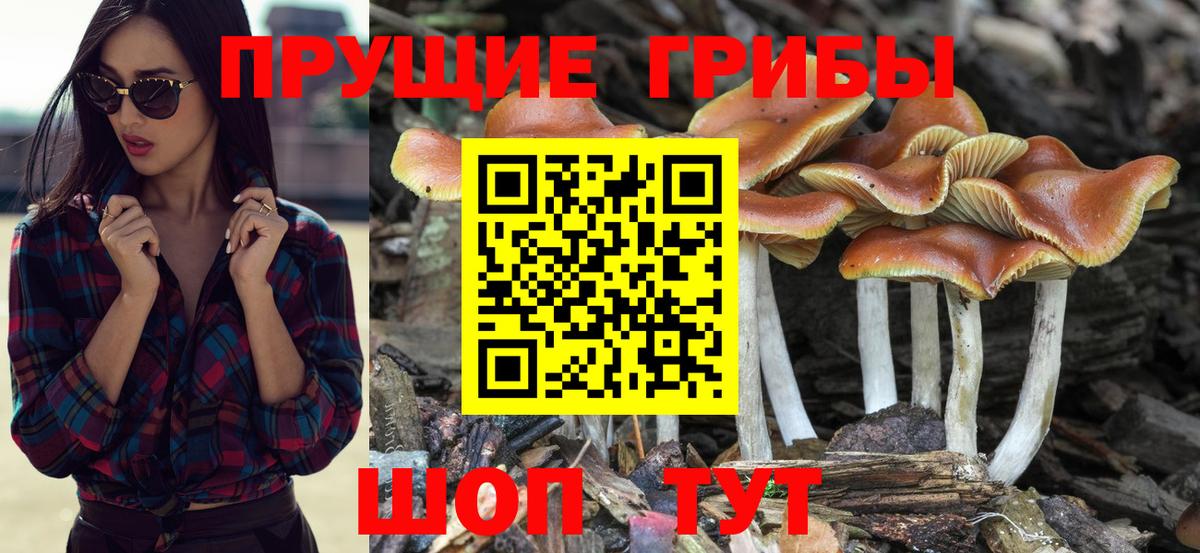 Псилоцибиновые грибы мицелий Кандалакша