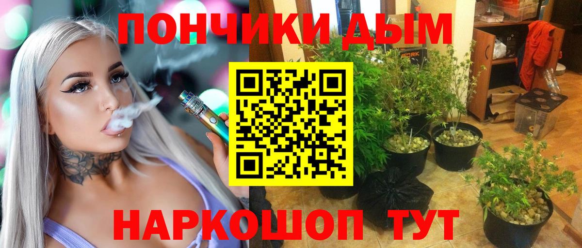 Конопля гибрид Кандалакша